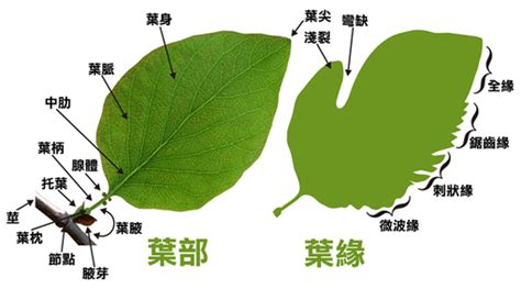 葉子生長在莖上的位置稱為什麼 易安居八字